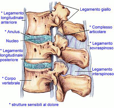 anatomia dolore